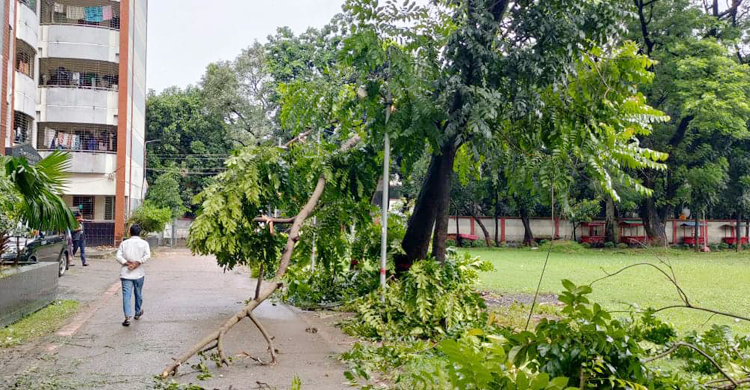 ঢাকা কলেজে ছাত্রাবাস-কোয়ার্টারে পানি, ভাঙলো গাছ-দেওয়াল