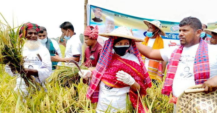 কৃষকের আড়াই বিঘা ধান কাটায় অংশ নিলেন নারী এমপি টুসি