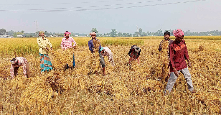 ধানের ভালো ফলনেও হাসি নেই কৃষকের মুখে