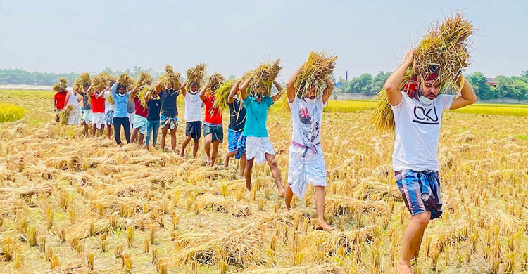 সংকটে ধান কাটছিলেন কৃষক দম্পতি, এগিয়ে এলো ছাত্রলীগ