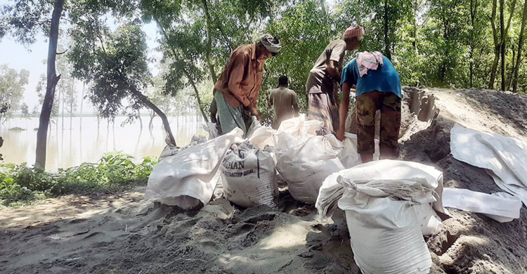 বাঁধ চুইয়ে লোকালয়ে ঢুকছে পানি, আতঙ্কে যমুনা পাড়ের মানুষ