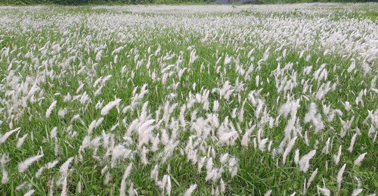 বন্ধ ক্যাম্পাস ভরে গেছে ঘাসফুলে
