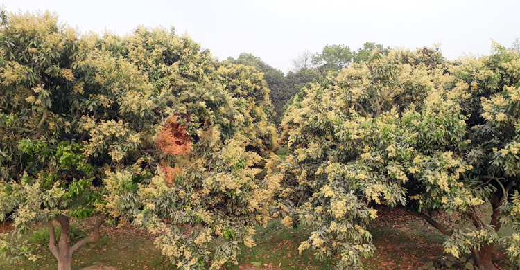 দিনাজপুরে লিচুর রেকর্ড ফলনের আশা