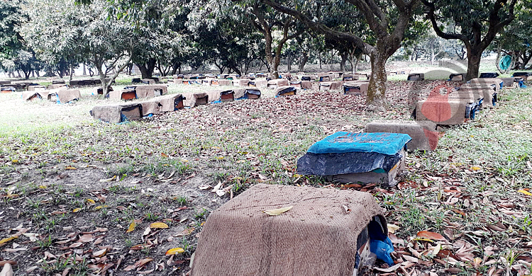 দিনাজপুরে মৌচাষে অপার সম্ভাবনা