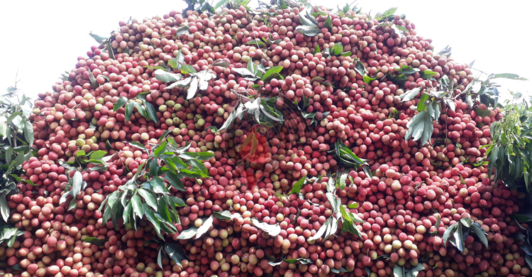 লিচুকে ঘিরে দিনাজপুরে দৈনিক ১০ কোটি টাকার লেনদেন