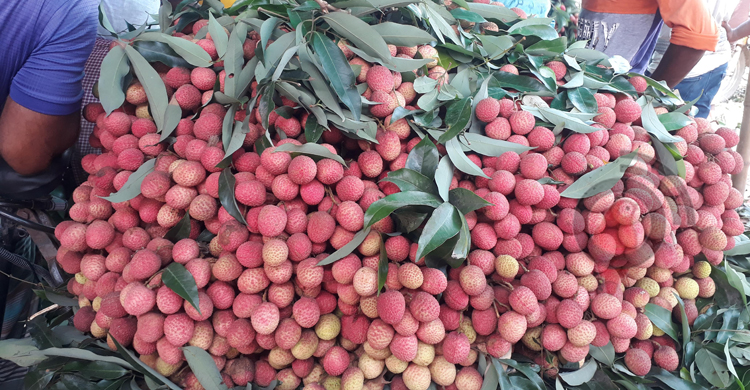 লিচুকে ঘিরে দিনাজপুরে দিনে ১০ কোটি টাকার লেনদেন