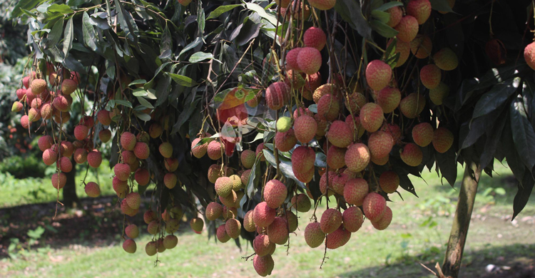 লিচুকে ঘিরে দিনাজপুরে দিনে ১০ কোটি টাকার লেনদেন