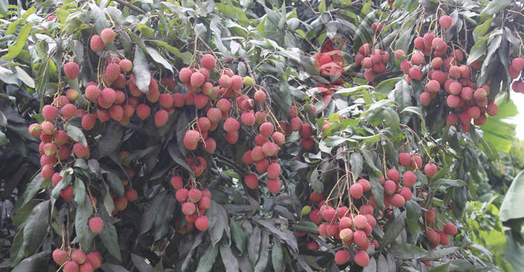 লিচুকে ঘিরে দিনাজপুরে দিনে ১০ কোটি টাকার লেনদেন