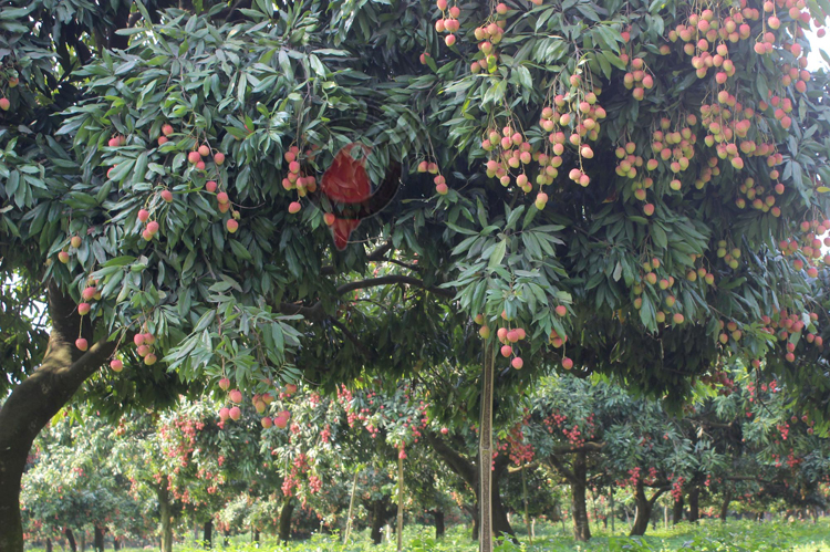 লিচুকে ঘিরে দিনাজপুরে দিনে ১০ কোটি টাকার লেনদেন