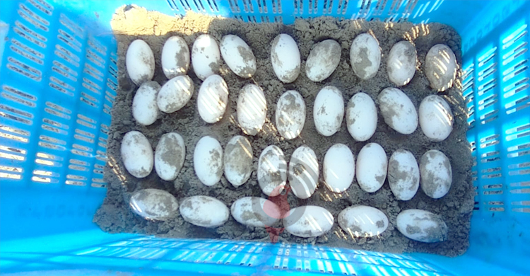 করমজলে ৩৪ ডিম দিলো এক কচ্ছপ