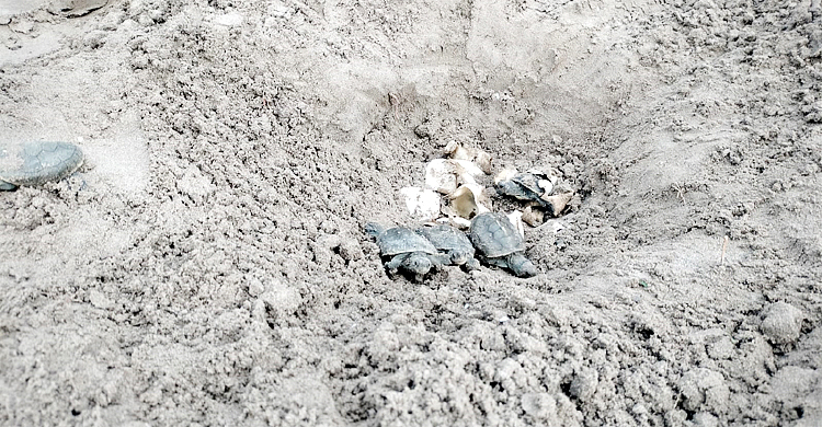 করমজলে ডিম ফুটে বের হলো বিলুপ্তপ্রায় কচ্ছপের ৩৩ বাচ্চা