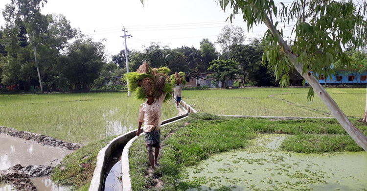 দিনাজপুরে নেমেছে স্বস্তির বৃষ্টি