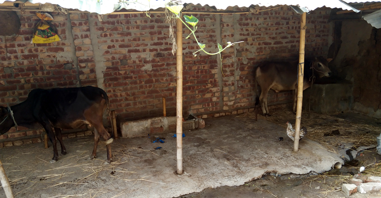 ঘাস খেয়ে কৃষকের চোখের সামনে একে একে মারা গেলো ৩ গরু