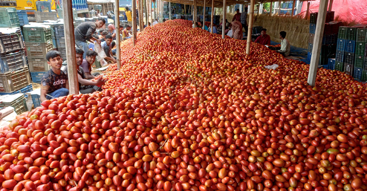 ফলনে বিপর্যয়, দাম থাকলেও টমেটো চাষে লোকসানের আশঙ্কা