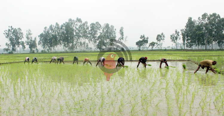 বৃষ্টিতে দিনাজপুরে আমন চারা রোপণের ধুম