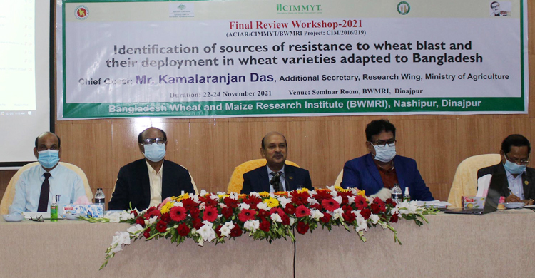ব্লাস্ট প্রতিরোধী গমের জাত উদ্ভাবনে সাফল্য