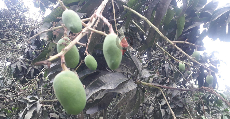 দিনাজপুরে শিলাবৃষ্টিতে আম-লিচুর গুটি নষ্ট হওয়ার আশঙ্কা