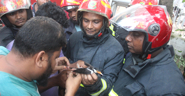 জামগাছে আটকে ছিল সারস, উদ্ধার করলো ফায়ার সার্ভিস