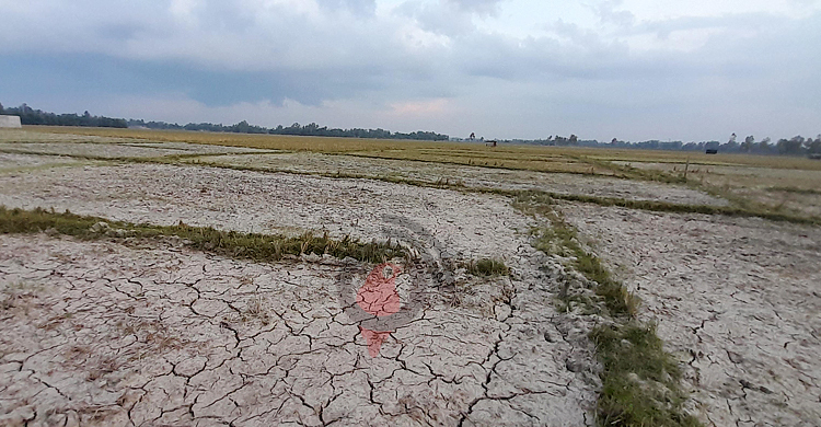 ভরা বর্ষা মৌসুমে ফেটে চৌচির আবাদি জমি