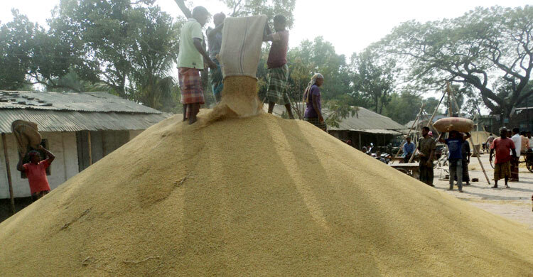 পার্বতীপুরে জমে উঠেছে সুগন্ধি ধানের হাট