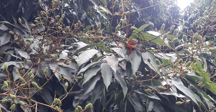 দিনাজপুরে শিলাবৃষ্টিতে আম লিচুর গুটি নষ্টের সম্ভাবনা