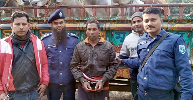 সীমান্তে ভারত থেকে আসা ৫ গরুসহ নসিমনচালক গ্রেফতার