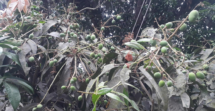 দিনাজপুরে শিলাবৃষ্টিতে আম লিচুর গুটি নষ্টের সম্ভাবনা