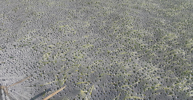 কমছে না শীত-কুয়াশা, নষ্ট হচ্ছে বীজতলা