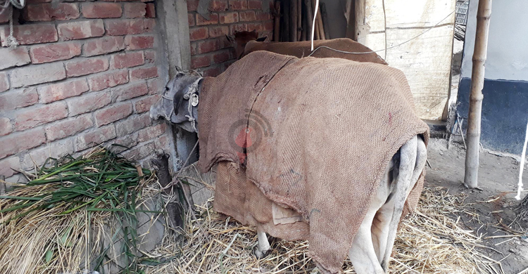 আ’লীগ নেতার অবৈধ কারখানার ধোঁয়ায় মারা গেলো ১৬ গরু