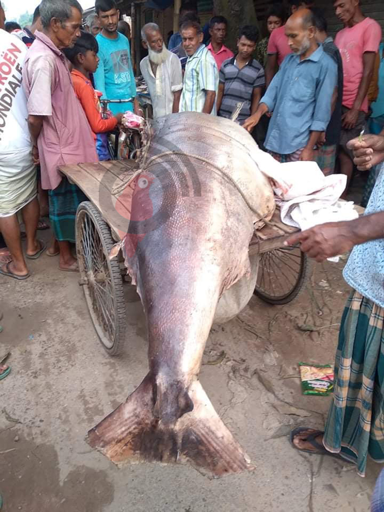 Dinajpur-Fish-1