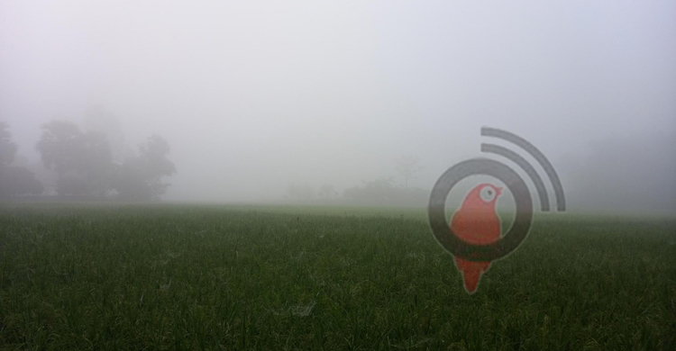 দিনাজপুরে গ্রীষ্মে শিশির-কুয়াশা!