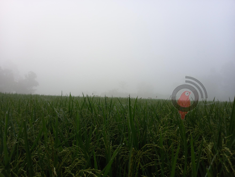 দিনাজপুরে গ্রীষ্মে শিশির-কুয়াশা!