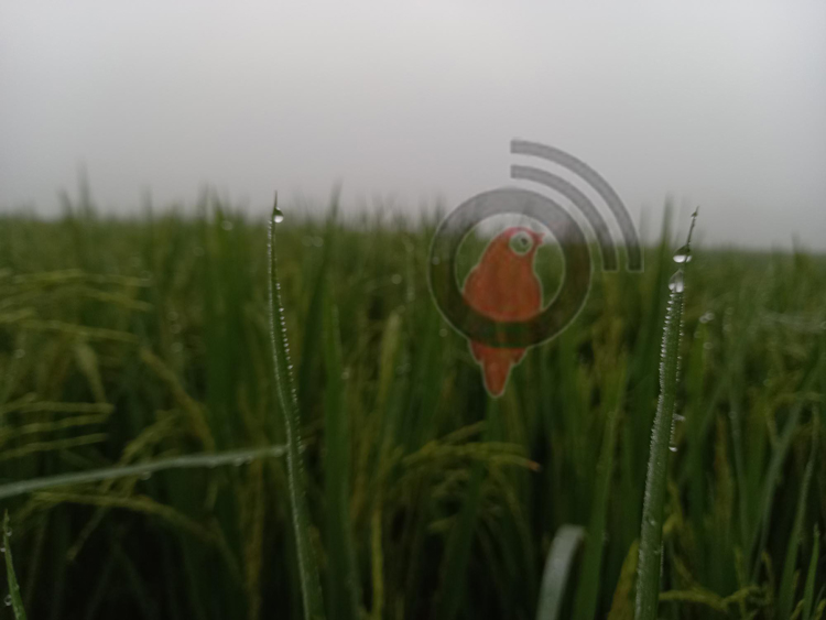 দিনাজপুরে গ্রীষ্মে শিশির-কুয়াশা!