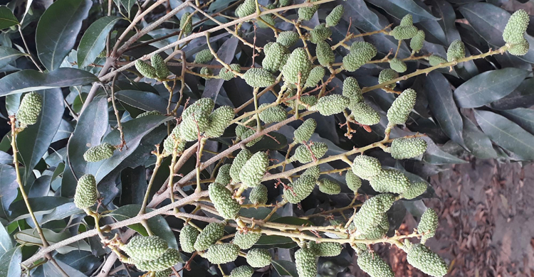 Dinajpur-Lichi-1