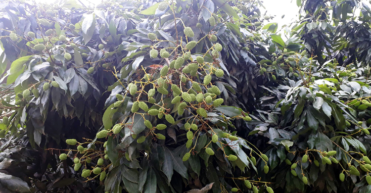 দিনাজপুরে সোয়া দুই কোটি লিচু গাছ নিয়ে স্বপ্নে বিভোর চাষিরা