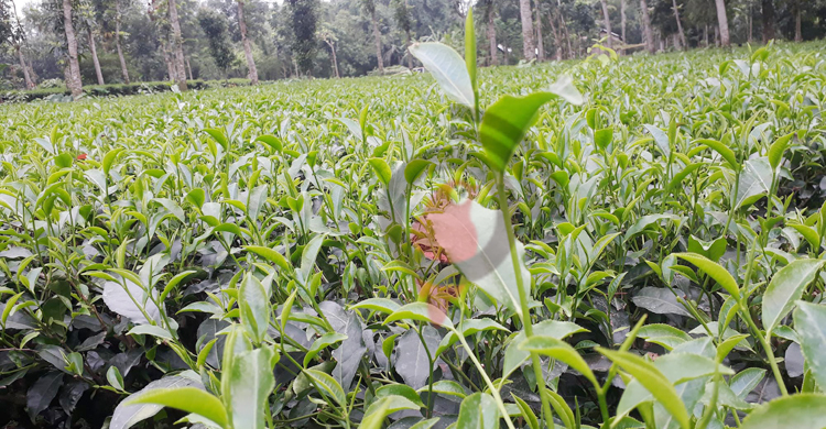 &lsquo;লজ্জায় বলেছিলাম, চা নয় জলপাই গাছ লাগাচ্ছি&rsquo;