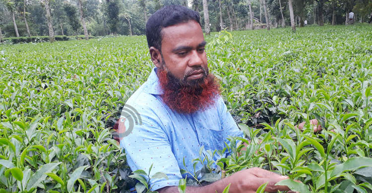 &lsquo;লজ্জায় বলেছিলাম, চা নয় জলপাই গাছ লাগাচ্ছি&rsquo;