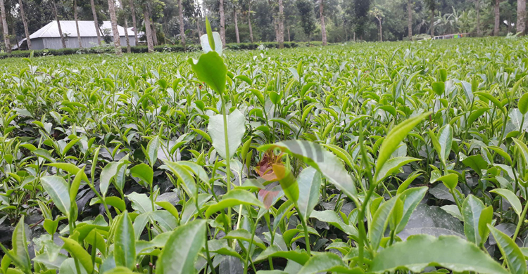 &lsquo;লজ্জায় বলেছিলাম, চা নয় জলপাই গাছ লাগাচ্ছি&rsquo;