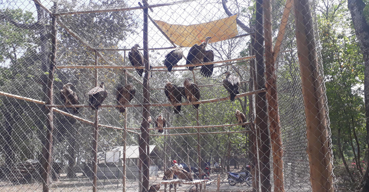 মুক্ত আকাশে ডানা মেলবে ১৬ শকুন