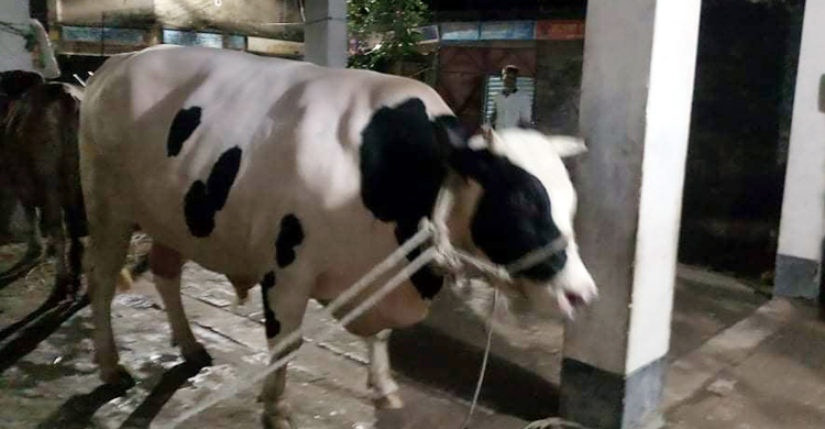 সেই ‘ডিপজল’ বিক্রি হলো দুই লাখ ৮৫ হাজারে