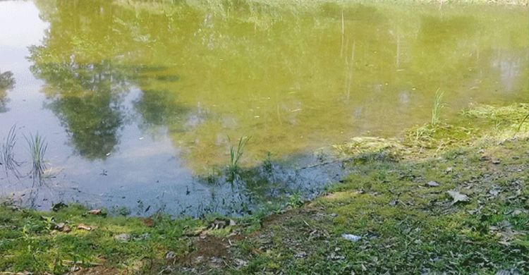 লক্ষ্মীপুরে নানার বাড়িতে বেড়াতে এসে দুই নাতির মৃত্যু
