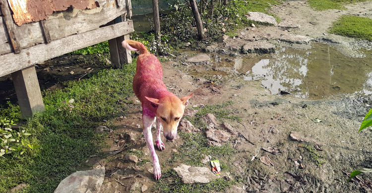 মোংলায় ৩ হাজার কুকুরকে ভ্যাকসিন দেওয়া শুরু