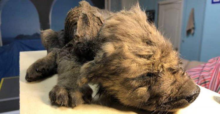 ১৮ হাজার বছর আগের কুকুরকে ঘিরে রহস্য