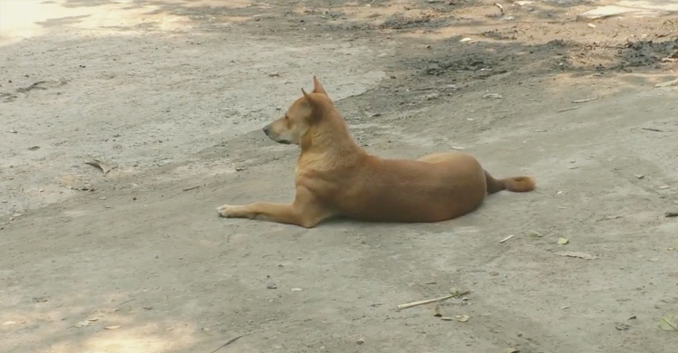শেরপুরে এক পাগলা কুকুরের কামড়ে ২৩ জন আহত