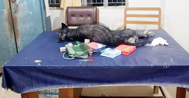 জরুরি বিভাগে ডাক্তারের টেবিলের ওপর ঘুমিয়ে আছে কুকুর, ছবি ভাইরাল