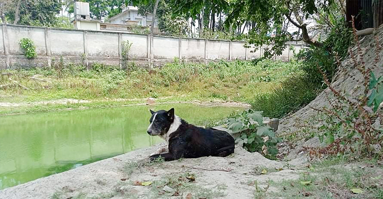 কুকুর নিধনে ফরিদপুর পৌর কর্তৃপক্ষের মাইকিং