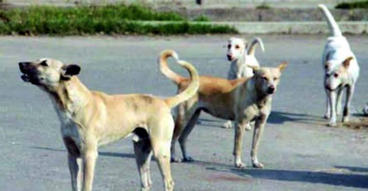 গাইবান্ধা কুকুরের কামড়ে আহত ৯