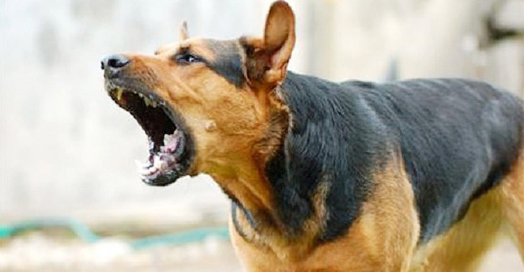 দুমকিতে কুকুরের কামড়ে আহত ৯