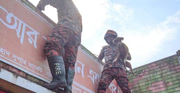 দোতলার কার্নিশে কুকুর, উদ্ধার করলো ফায়ার সার্ভিস