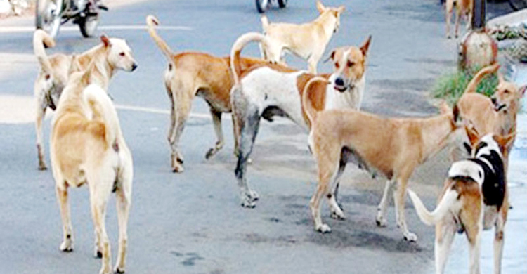 সাতক্ষীরায় তিন মাসে কুকুরের কামড়ে আক্রান্ত ১১শ জন